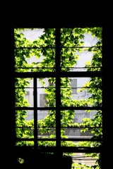 爬山虎.JPG