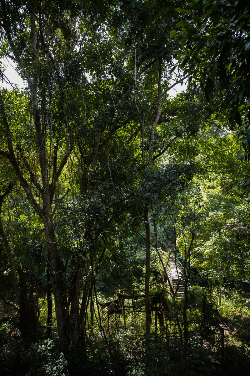 野象谷原始森林公园风光