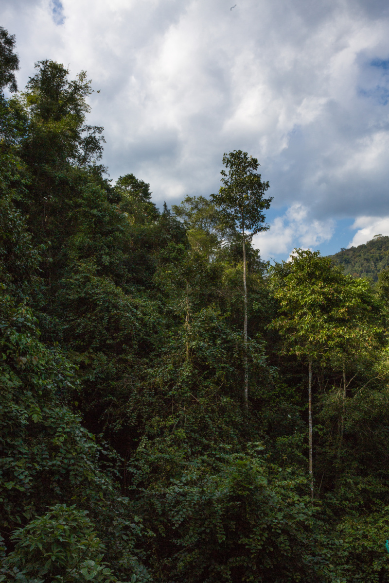 野象谷原始森林公园风光