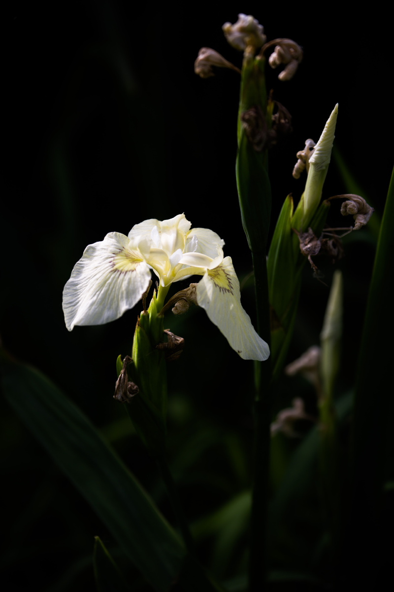 美丽的白色菖蒲