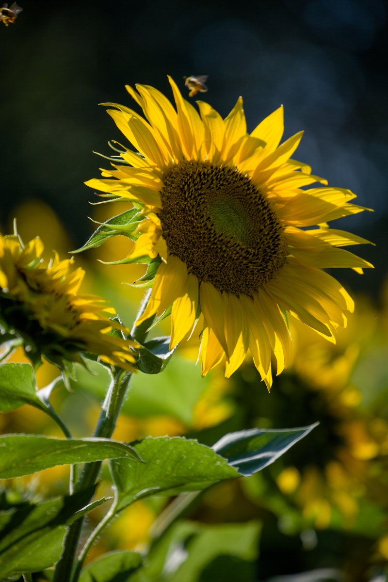 800_1200竖版 竖屏