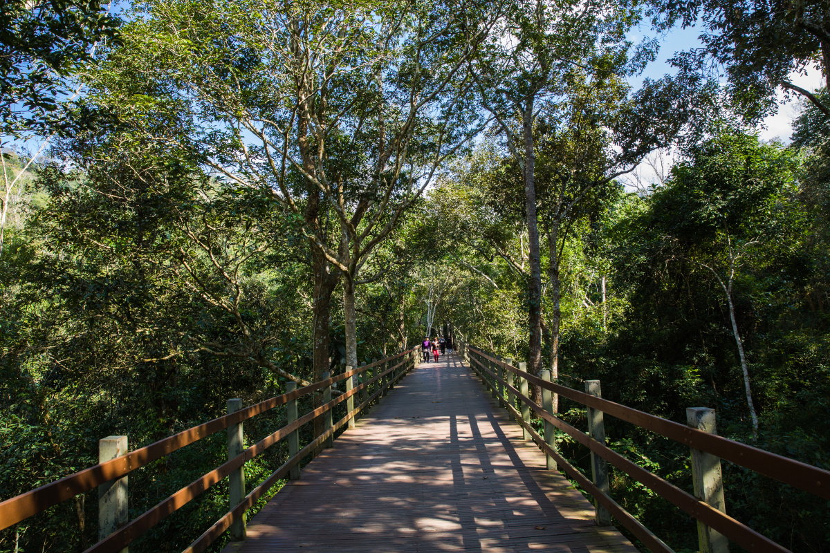 野象谷原始森林公园风光