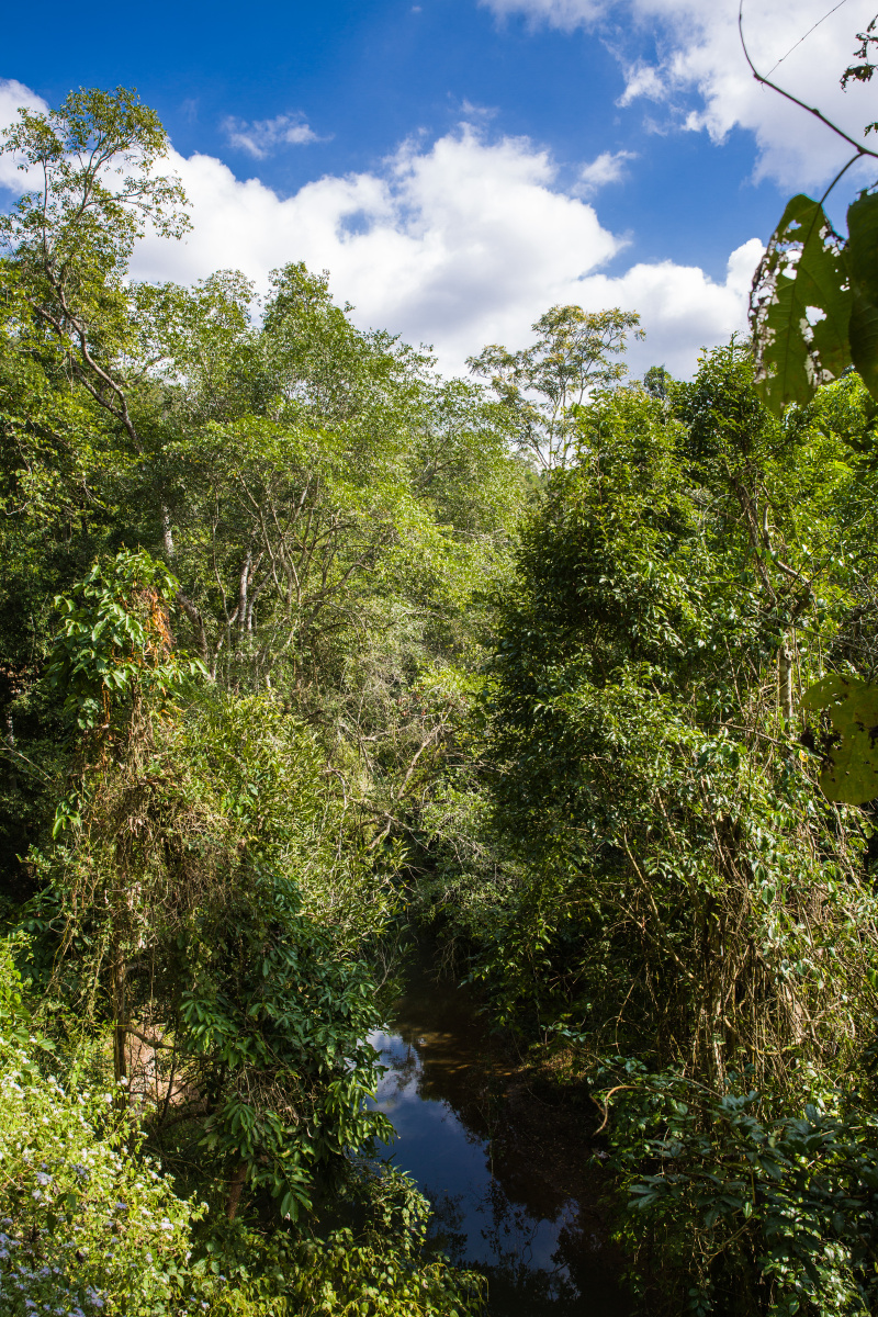 西双版纳野象谷原始森林公园风光
