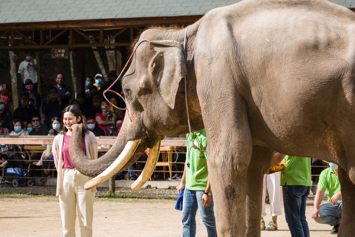 与大象亲密接触的游客