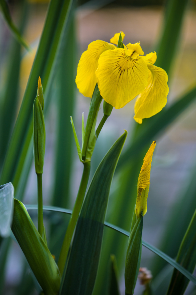 婀娜多姿的黄菖蒲之二