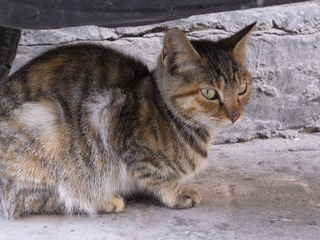 DSCN8402.jpg