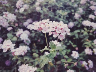 0C62A909-8C1E-444E-B5B6-D812F4FC8643/L0/001