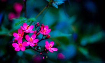 _MG_8214.jpg