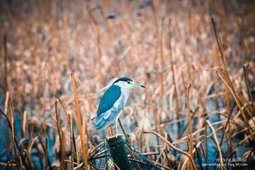 _MG_1215.jpg