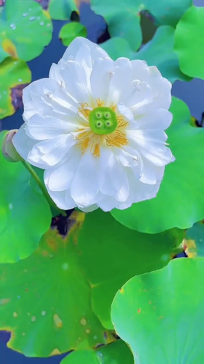 洁白无瑕的白莲花