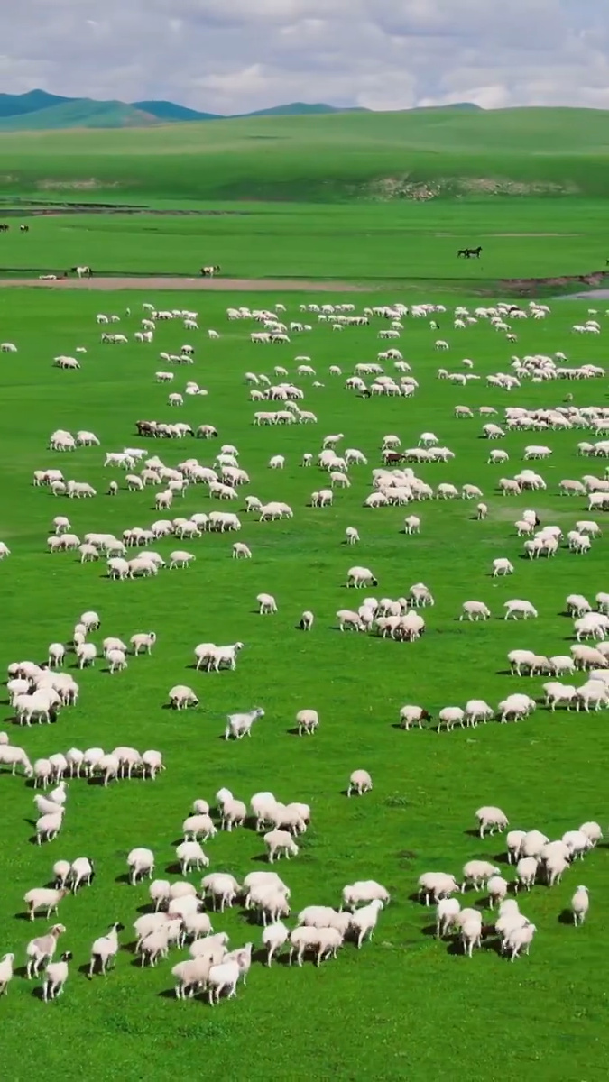 白天呼伦贝尔大草原自然风光
