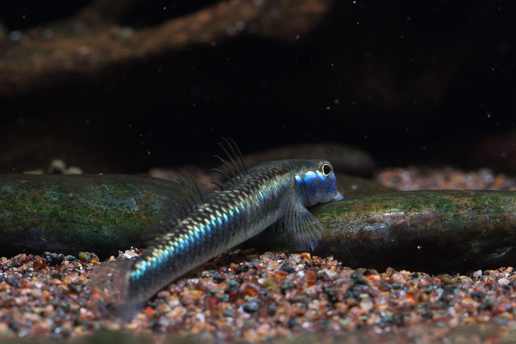 电光枝牙虾虎stiphodonsemoni