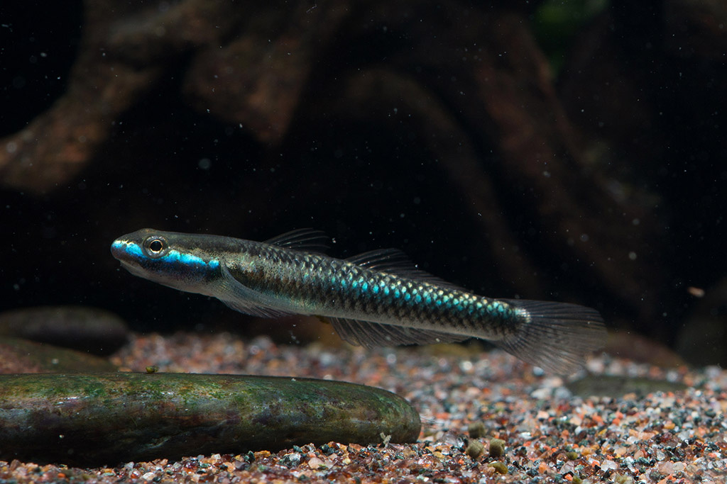 电光枝牙虾虎stiphodonsemoni