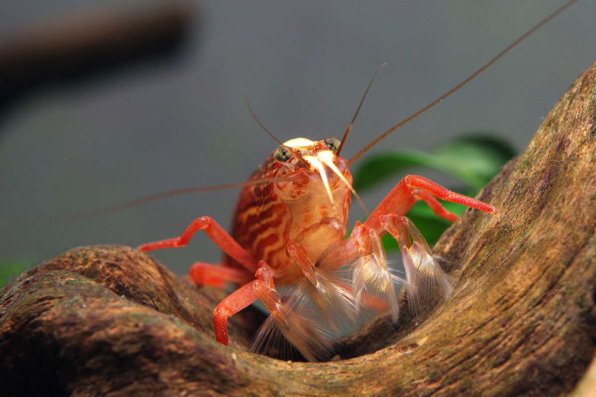 网球虾atyopsisspinipes