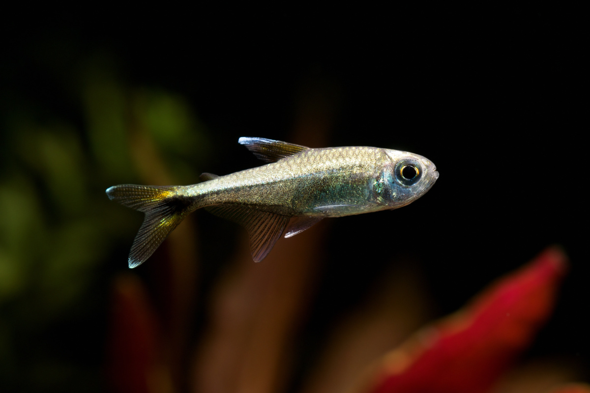 hemigrammusarmstrongi蓝线金灯