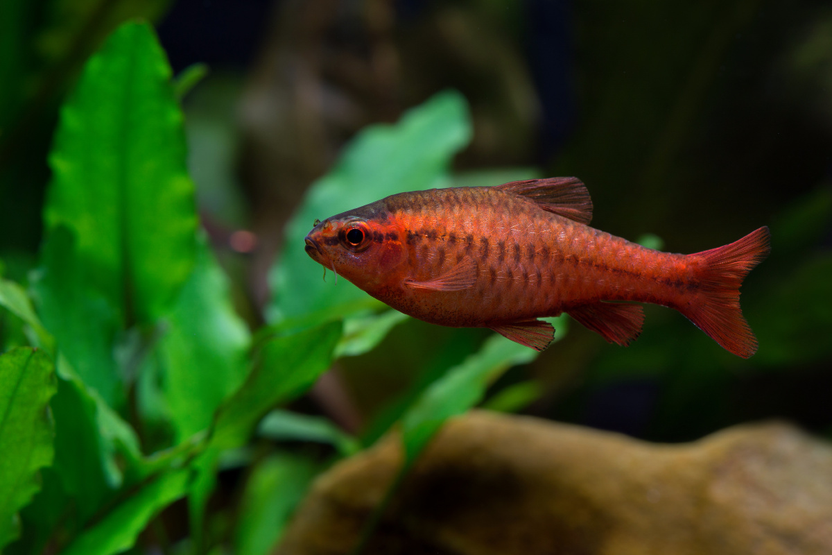 樱桃灯puntiustitteya樱桃无须魮