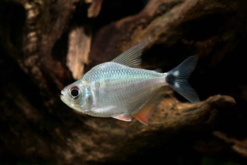 Tetragonopterus argenteus 红鳍银板 大眼萌