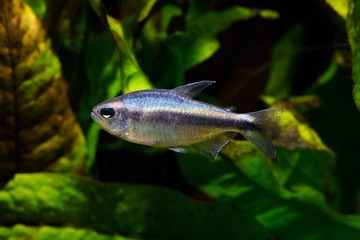 Hyphessobrycon sp. blue devil 蓝魔