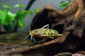 白金豹皮 Synodontis multipunctatus