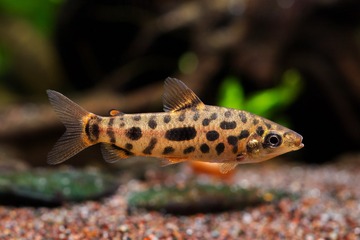 leporinus sp."strawberry" 草莓斑兔