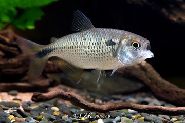 Astyanax bimaculatus 河虎灯