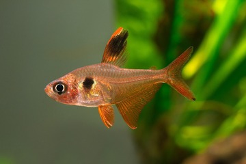 Hyphessobrycon cf megalopterus 阳光幻影旗