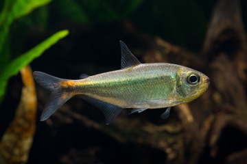 Astyanax sp. Rio Sangue 橙斑河虎2