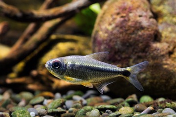 Moenkhausia heikoi 水灵灯