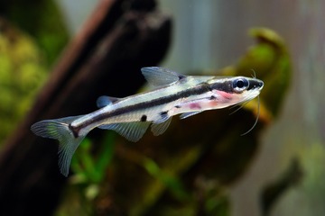 hyalobagrus flavus 亚洲水晶猫