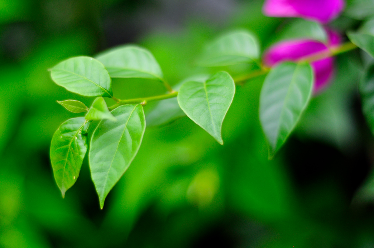 绿- 摄影小青2021 - 图虫