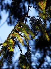 DSCF5552.JPG