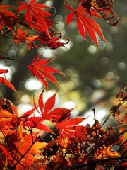 DSCF5587.JPG