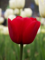 DSCF7237.JPG