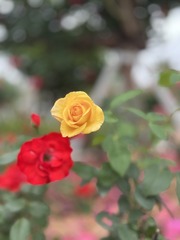E195ECEE-53A8-4BEA-BFB7-5CB494F8D78F/L0/001