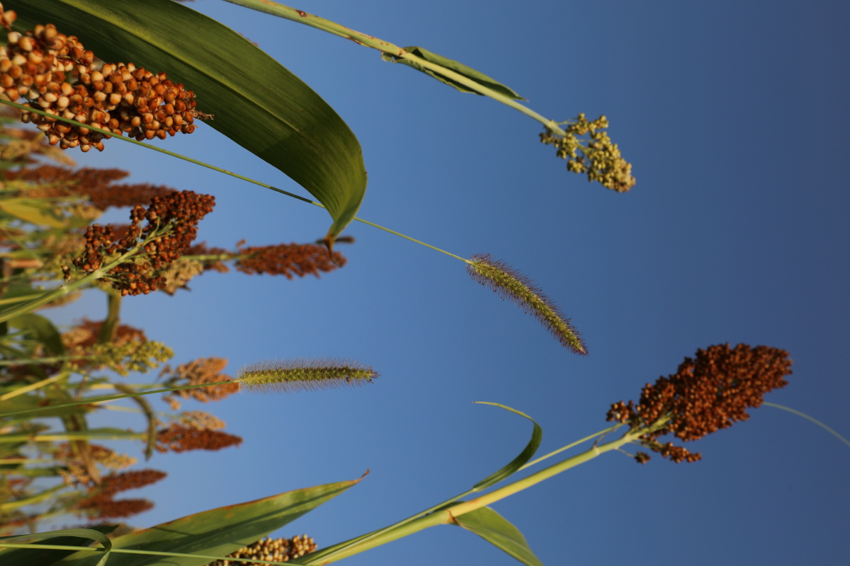 我镜头里的微距世界花会笑石头游高粱冲云霄生生不息的大自然74韩城