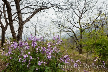 20160419-_DSC0507