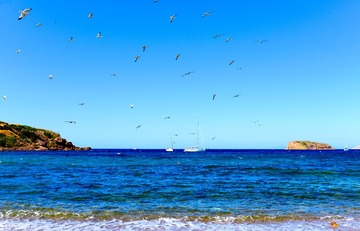 海鸥之舞
