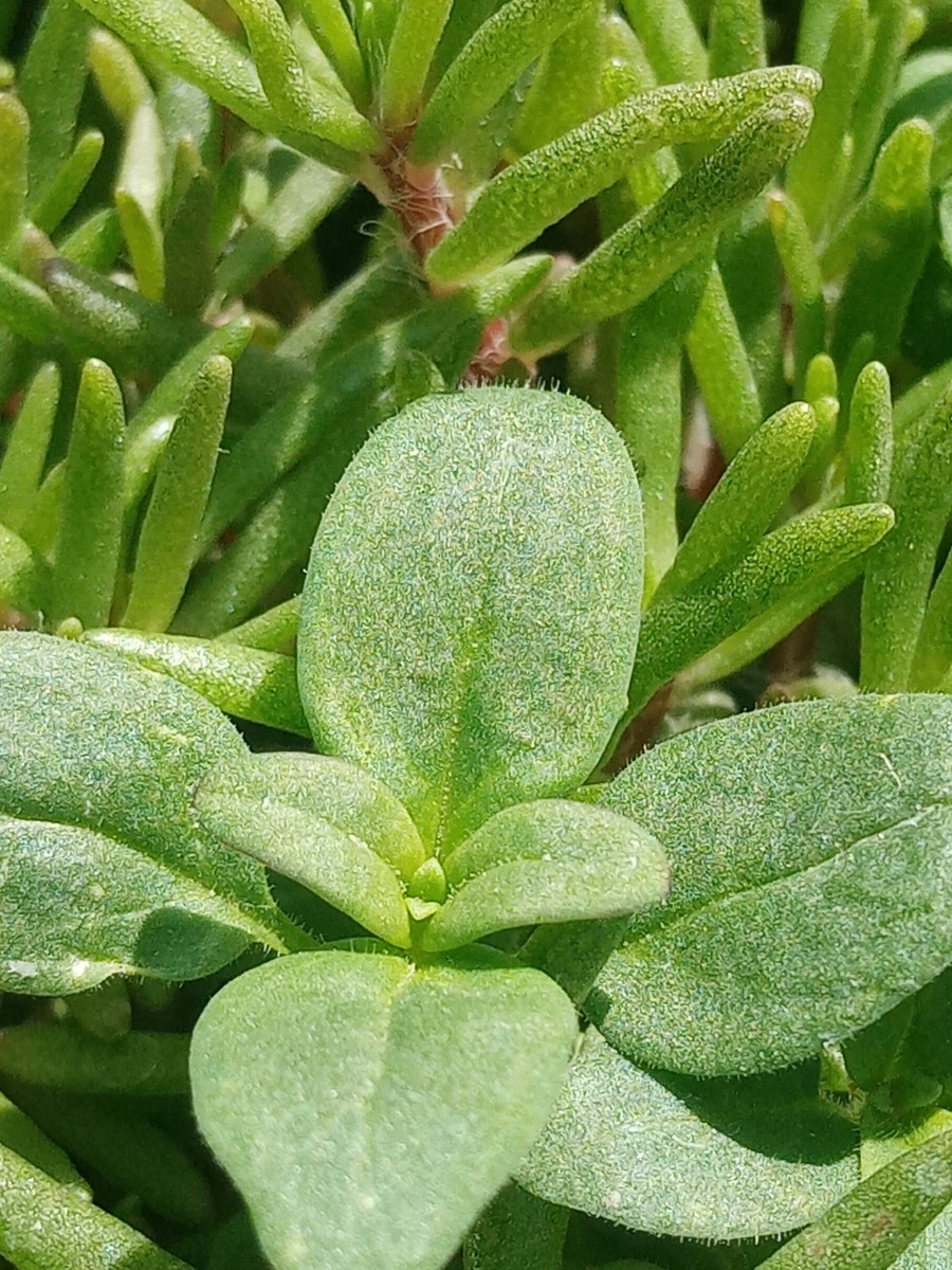 天真无邪植物也有她最萌萌哒的样子可爱吗
