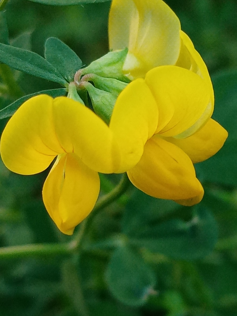 低头踏踏实实做植物的金花菜有机绿色蔬菜