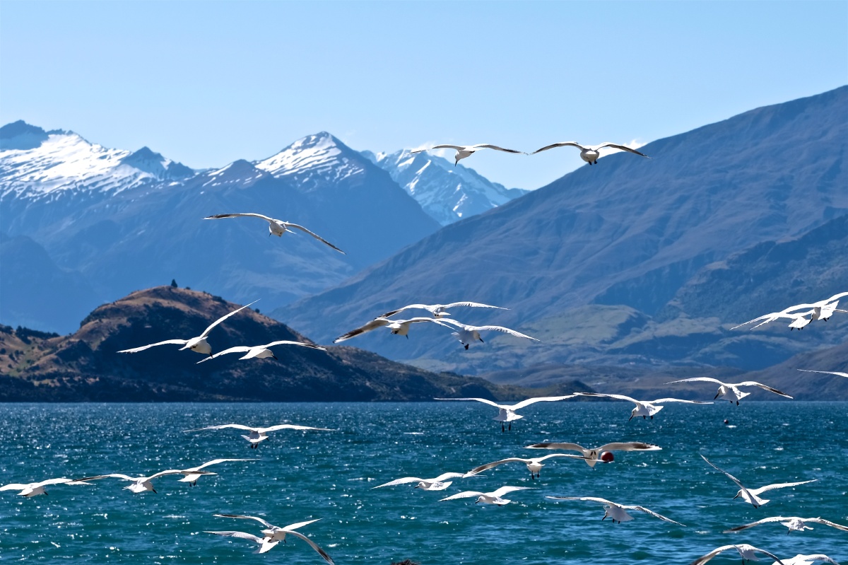 wanaka的海鸥
