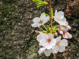 P4010126-