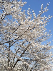 B1021246-