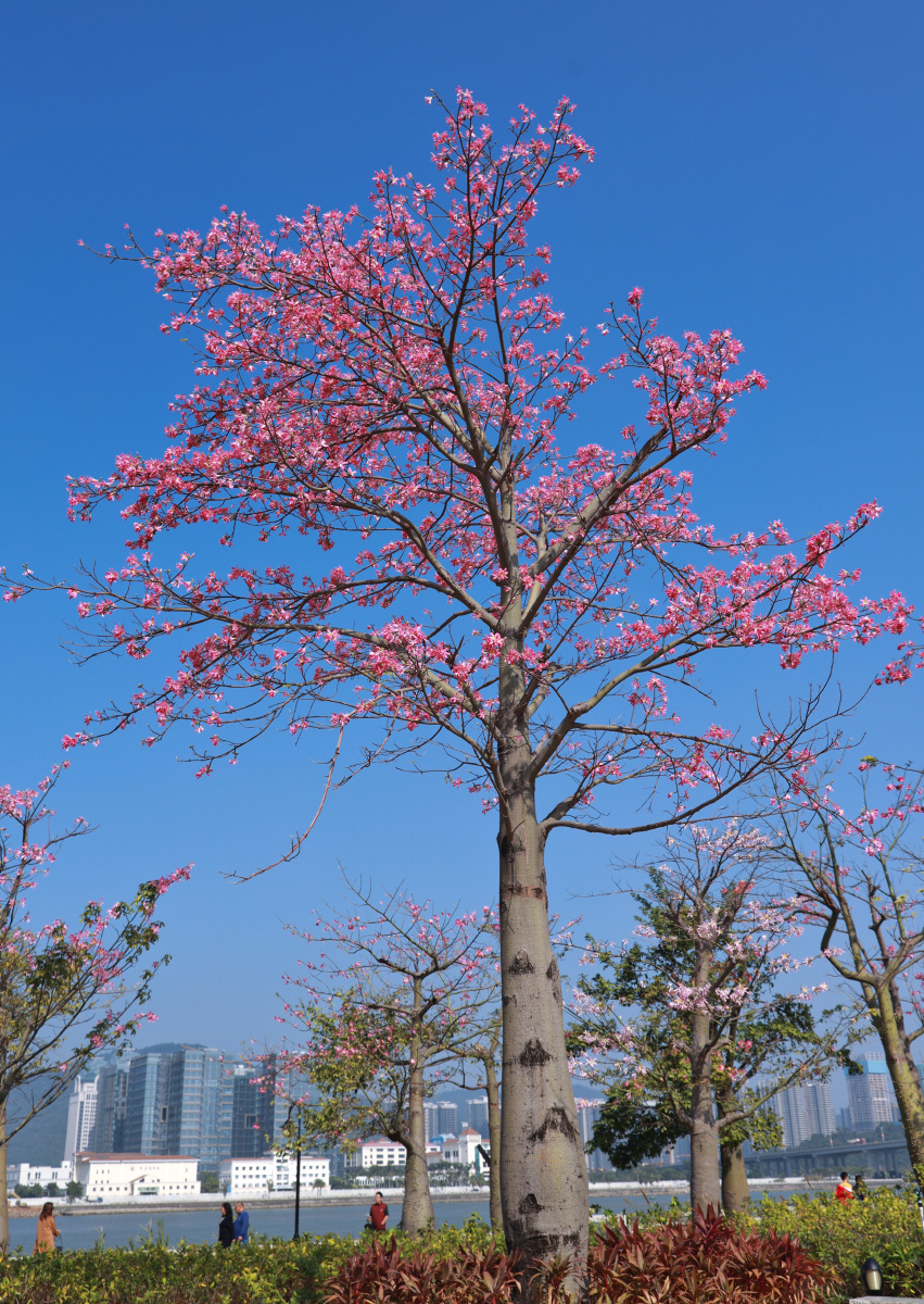 珠海横琴的木棉樱花