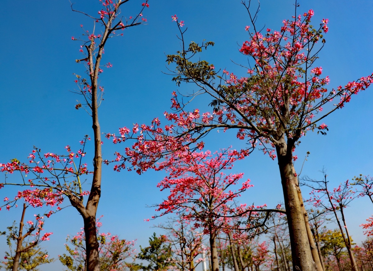 珠海横琴的木棉樱花二