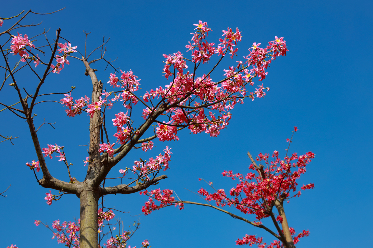 珠海横琴的木棉樱花