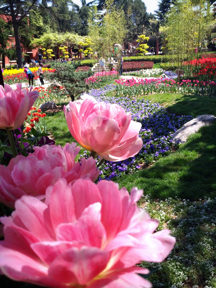 大连劳动公园《五一》郁金香花展.