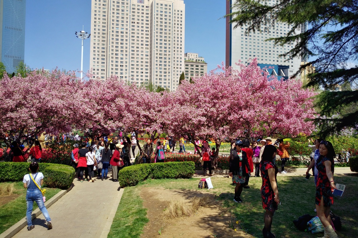 大连劳动公园《五一》郁金香花展.
