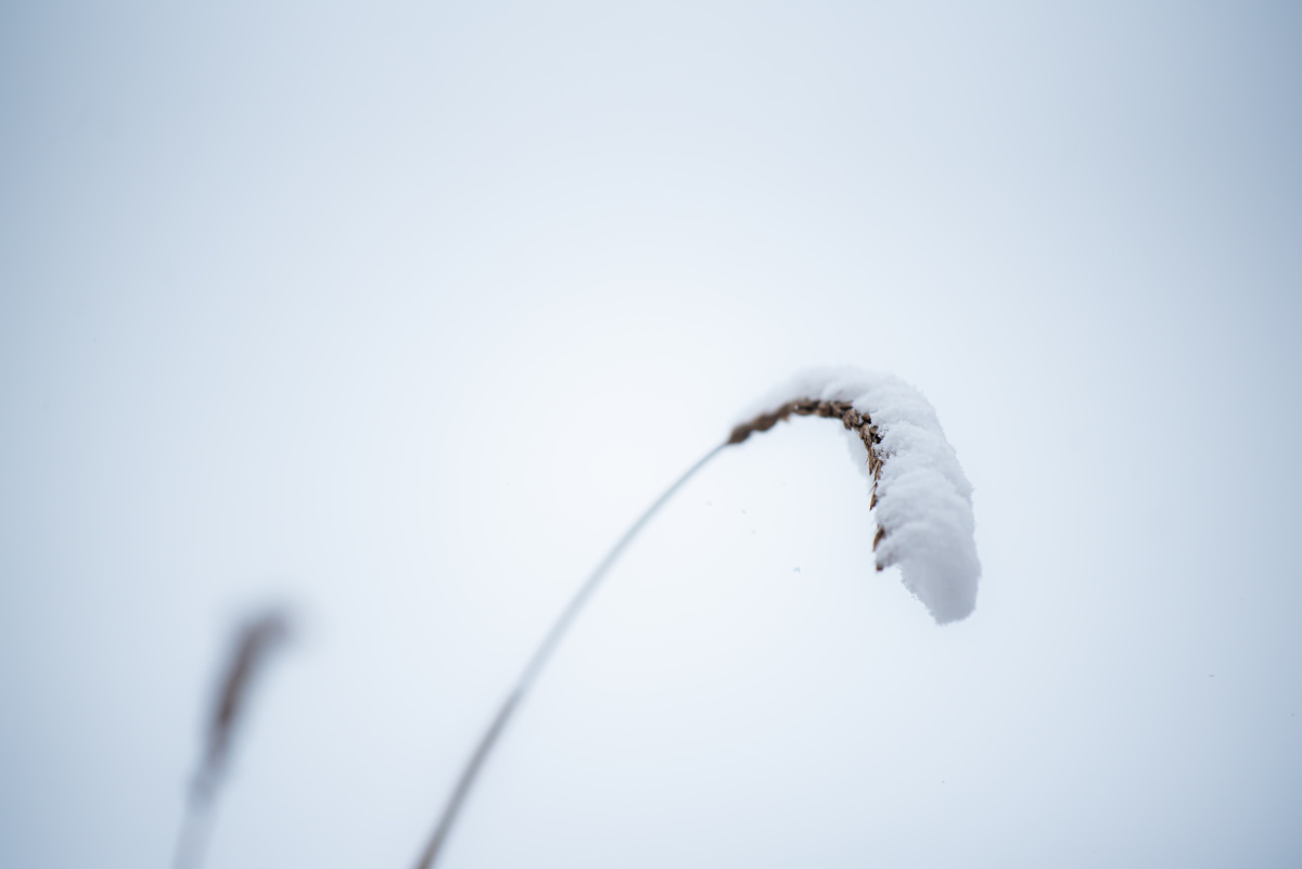 风雪中伫立的枯草