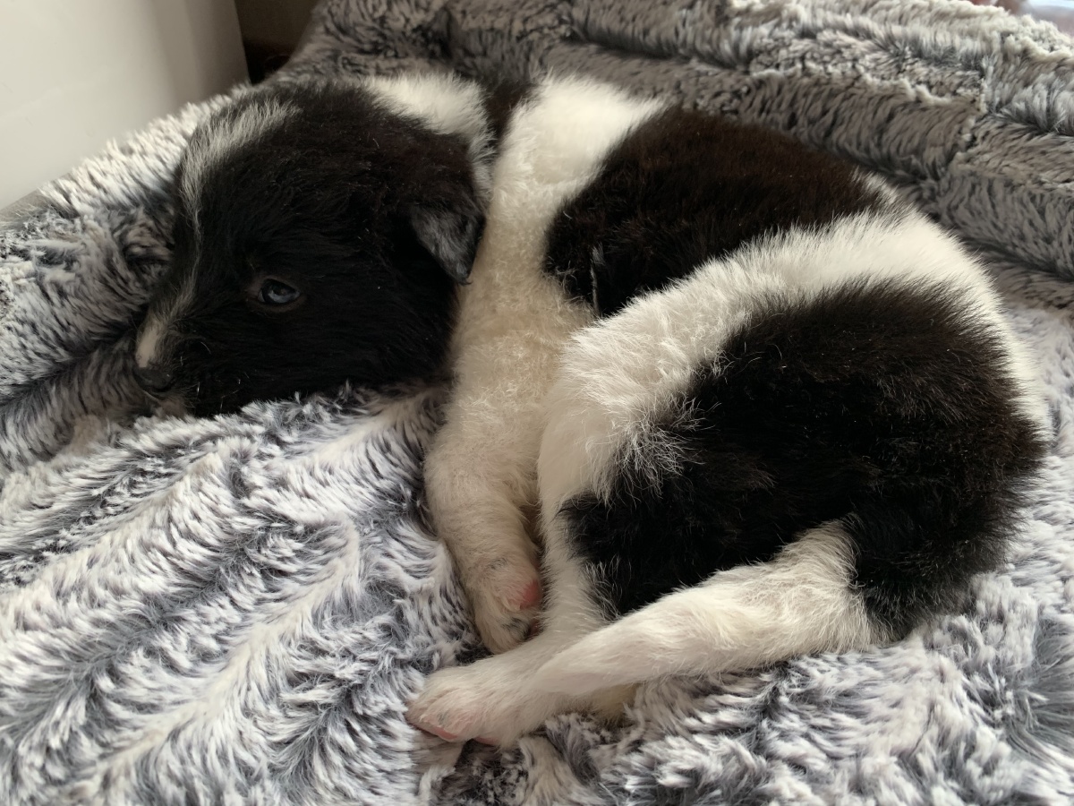 天山獒幼崽守护了天山千百年的哈萨克人牧羊犬别看现在软萌可爱长大了