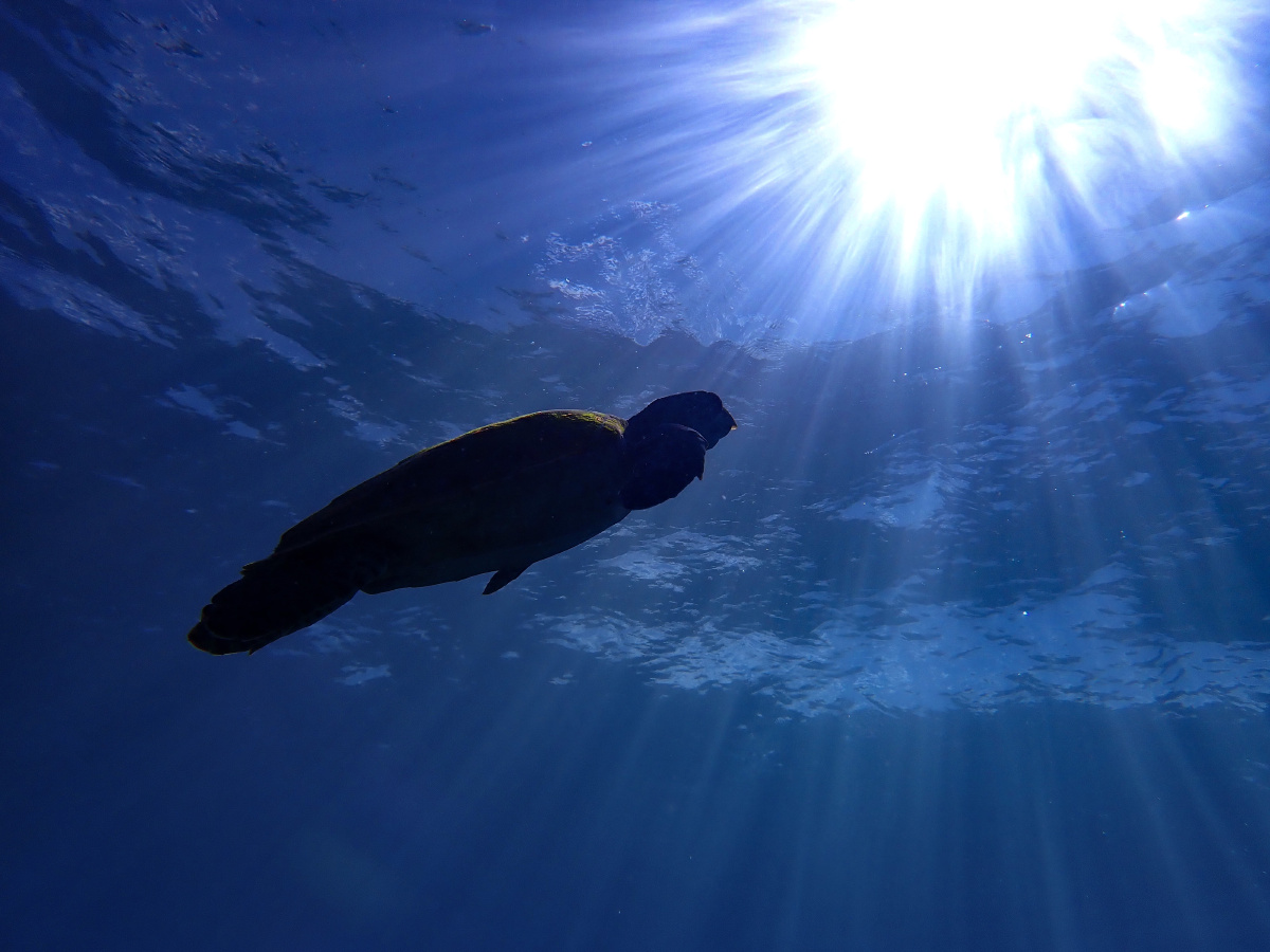 摄于马尔代夫这是我拍到海龟(戴帽)最棒的一次!